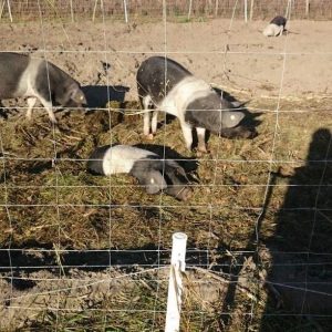 Ausflugsziele Berlin